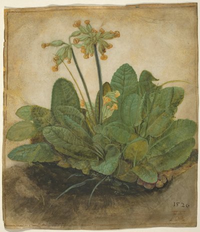 Tuft of Cowslips by Albrecht Dürer